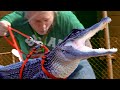 TAKING MY PET BLACK ALLIGATOR FOR A WALK ON A LEASE OUTSIDE!! | BRIAN BARCZYK