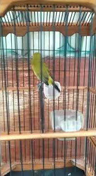 Dakun kacial lombok fulll nembak materi