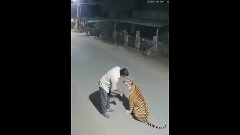 On x,In Pench, Indi  on CCTV. Raju Patel, a 52-year labourer, patted  tiger he mistook for a big cat