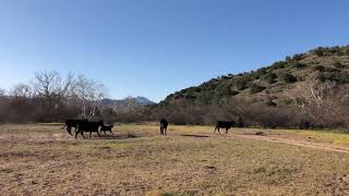 Hiking in AZ with a bull and his cow herd.
