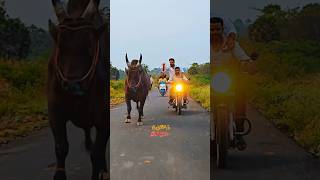 karuppan bike ride 7868011569 #jallikattu #bull #song #திமிலும்திமிரும் #tamil #pmk