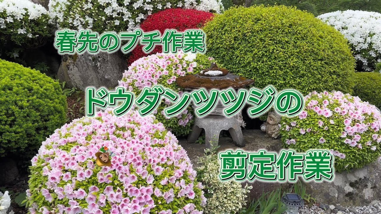 弧美術。山採りドウダンツツジ。 弧美術。山採りドウダンツツジ。 弧