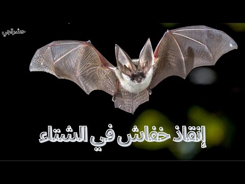 إنقاذ خفاش في الشتاء رحلة مدهشة من العثور عليه إلى التعافي