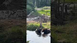 #канада #ванкувер #ведмеді #canada #bears #mountgrouse