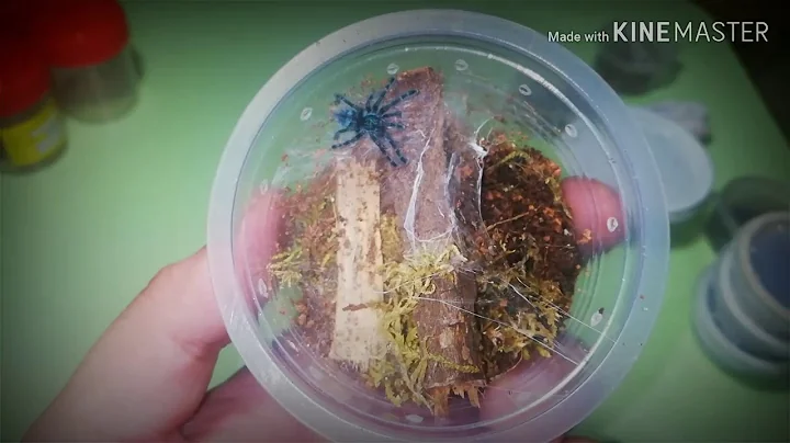Rehousing of New World Tarantula Exotic keeper Tips#101