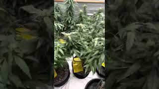 Red solo cup challenge spider farmer sf4000