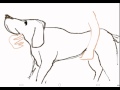 Physical Examination Of Dog And Cat