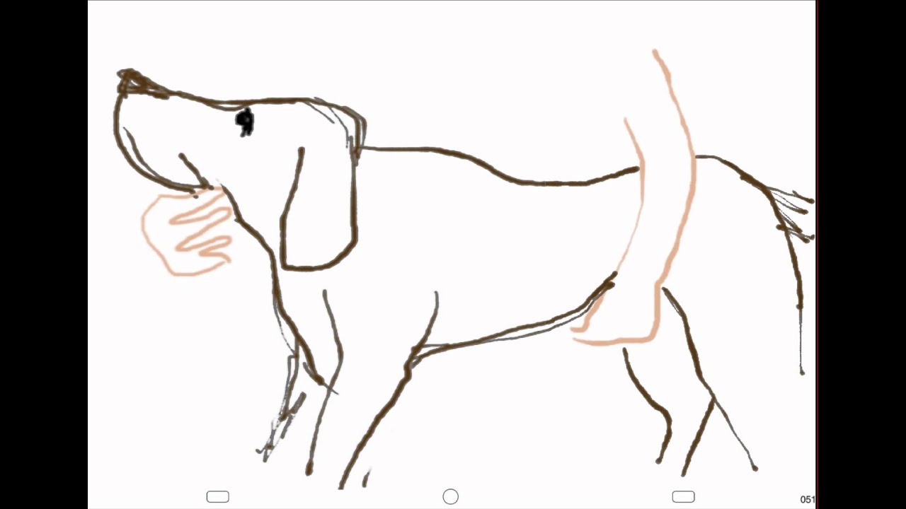 Physical Examination of Dog and Cat — Transcript
