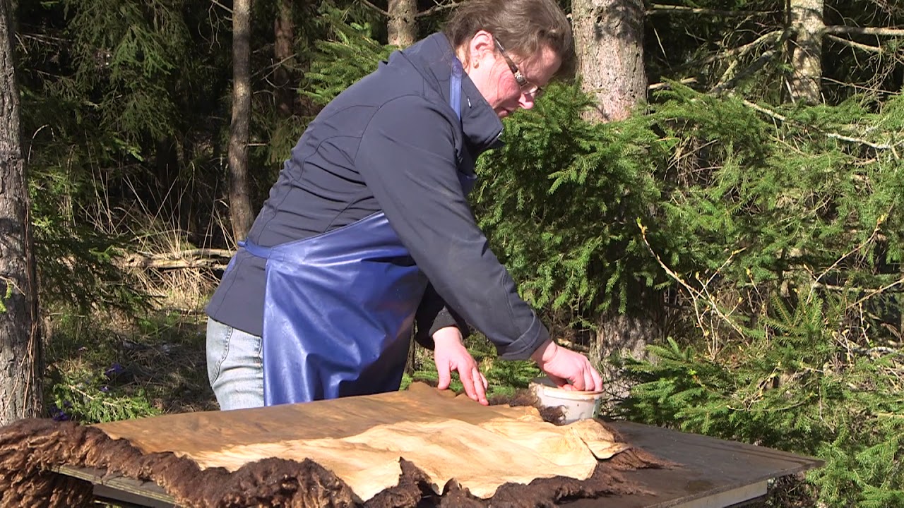 garvning av fårskinn garvning av fårskinn