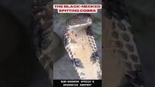 Exploring The Black Necked Spitting Cobra Sub Saharan Africas Enigmatic Serpent.