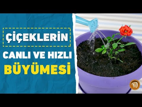 Çiçeklerin Canlı ve Hızlı Büyümesi Nasıl Sağlanır?