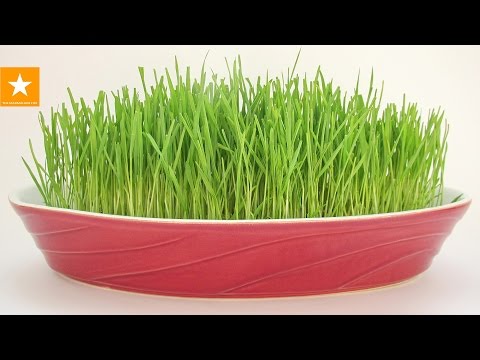 Пророщенная пшеница зеленая лужайка в домашних условиях. HOW TO GROW WHEATGRASS