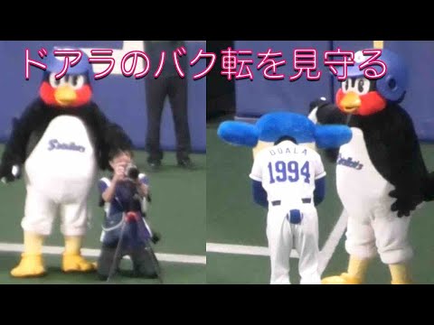 つば九郎、ドアラのバク転を見守る 2021/10/12