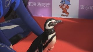 熱中症予防でペンギンに感謝状 東京消防庁、ポスターで活躍