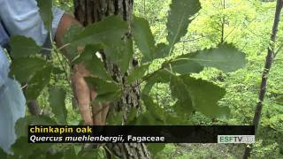 Trees with Don Leopold - chinkapin oak