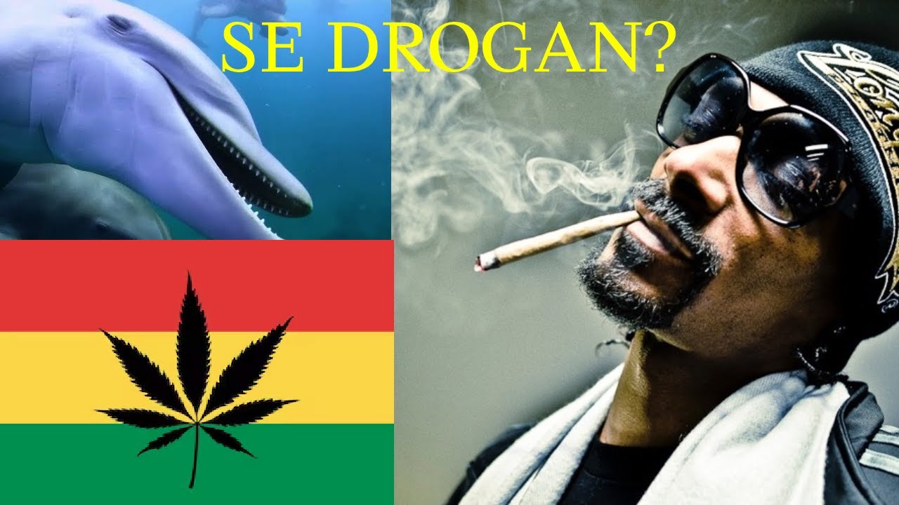 ANIMALES salvajes que se DROGAN