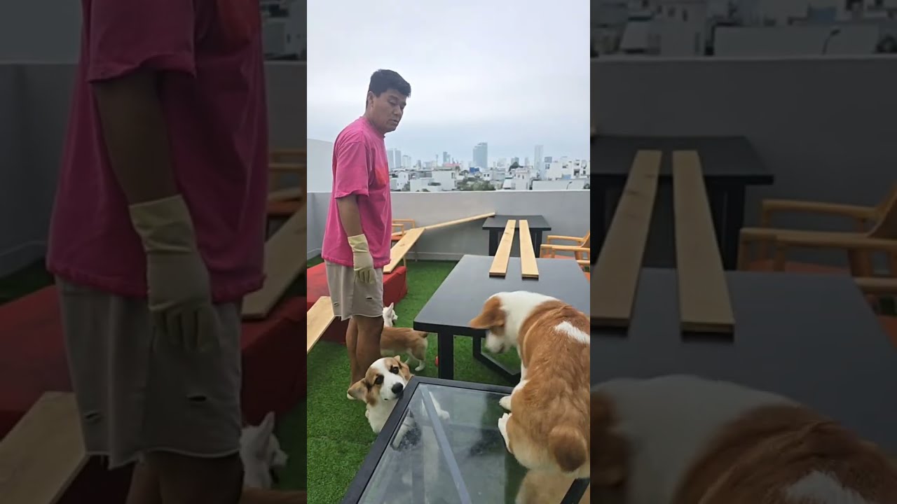 🐶 코기TV | Corgi TV |과연 1등은 누구? 통과하면 바로 먹는 7남매 아침 먹방 (Who's first? Eat right away! 🍚)