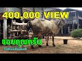 วินาทีชีวิต!!! ทำคลอดแม่วัว EP1 | วัวออกลูก| Cow giving birth | SaNamDekLeN