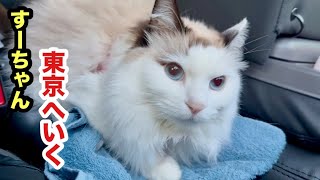 東京へ行くことになった猫すーちゃん - YouTube