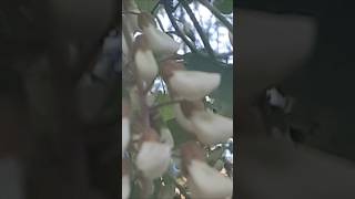 아까시나무꽃! 아카시나무꽃! 아카시아 아님! 꽃말은 품위!