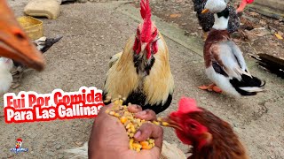 Fui a comprar la comida de las gallinas by Vida con Plumas 8,661 views 1 month ago 14 minutes, 14 seconds