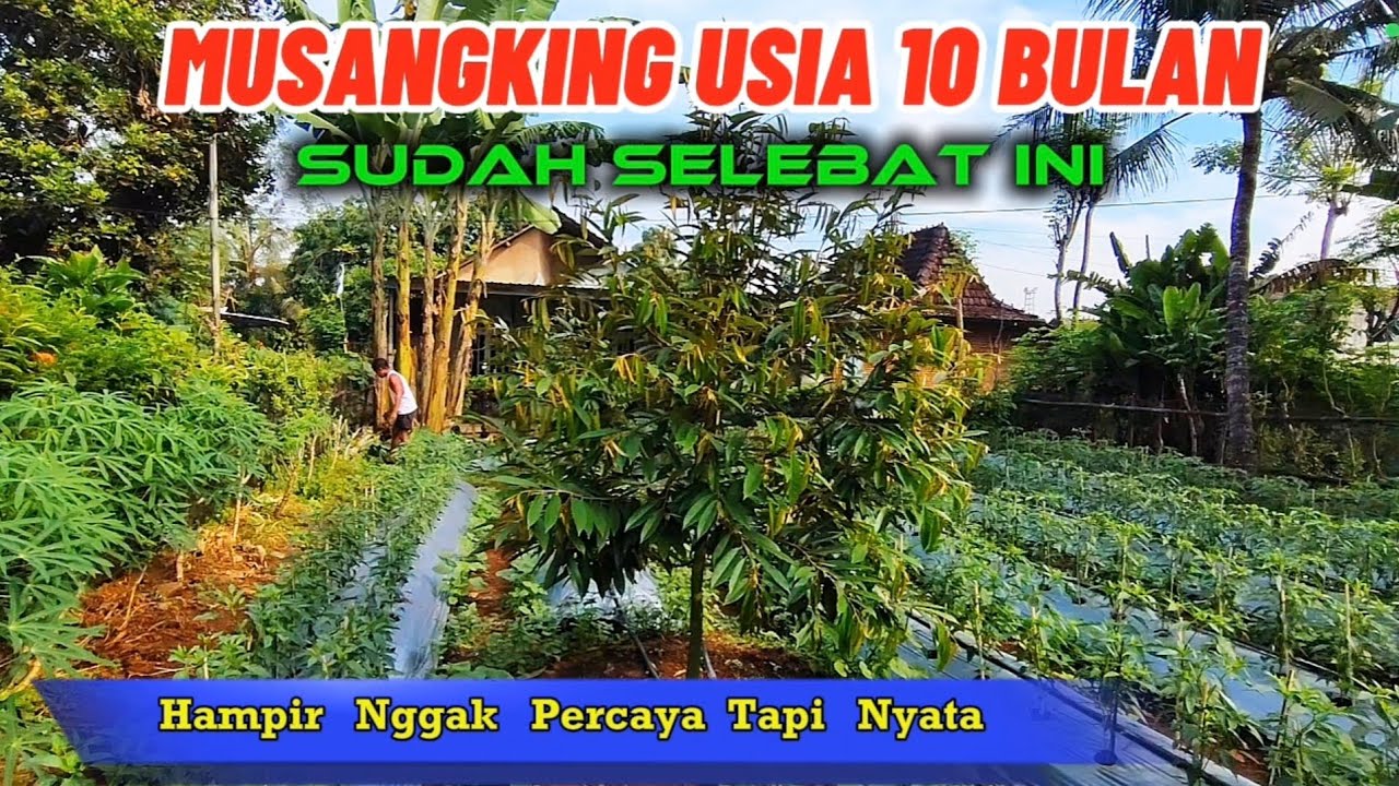 HAMPIR NGGAK PERCAYA TAPI NYATA. POHON DURIAN MUSANGKING INI BARU USIA 10 BULAN.