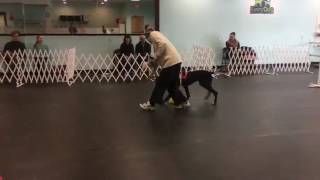 Freya At Agility Class