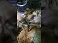 my dogs play with puppy #funnydog #shortvideo #pets  #doglover#Rajveer Bhuttoa