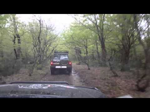 გასეირნება საღორიის ტყის სიღრმეში