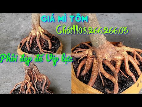 Video Giá Mì Tôm ngày 11/9 ????0826626603 AN. Phôi mai dáng... - youtube