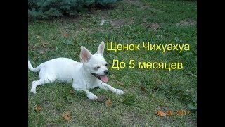Щенок Чихуахуа до 5 месяцев|Незабываемые моменты|Чихуахуа Лайт растет| Щенок Чихуахуа до 5 месяцев|Незабываемые моменты|Чихуахуа Лайт растет|