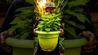 AS 7 PLANTAS QUE BLINDAM SUA CASA: nenhum ataque espiritual passa por ela #espiritualidade #natureza