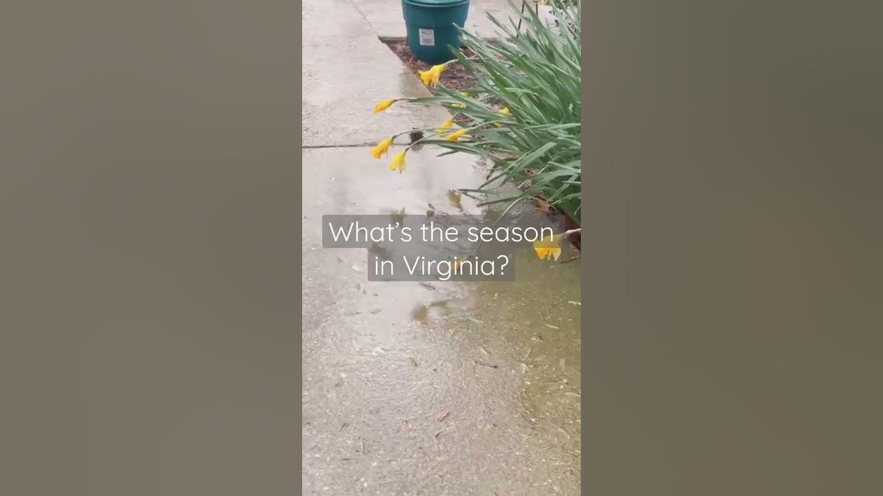 Virginia Weather March 12th, 2022 YouTube