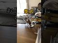 留守番が嫌な柴犬の巧みな処世術#いぬのきもち#柴犬との暮らし#柴犬の日常#doglife#shorts