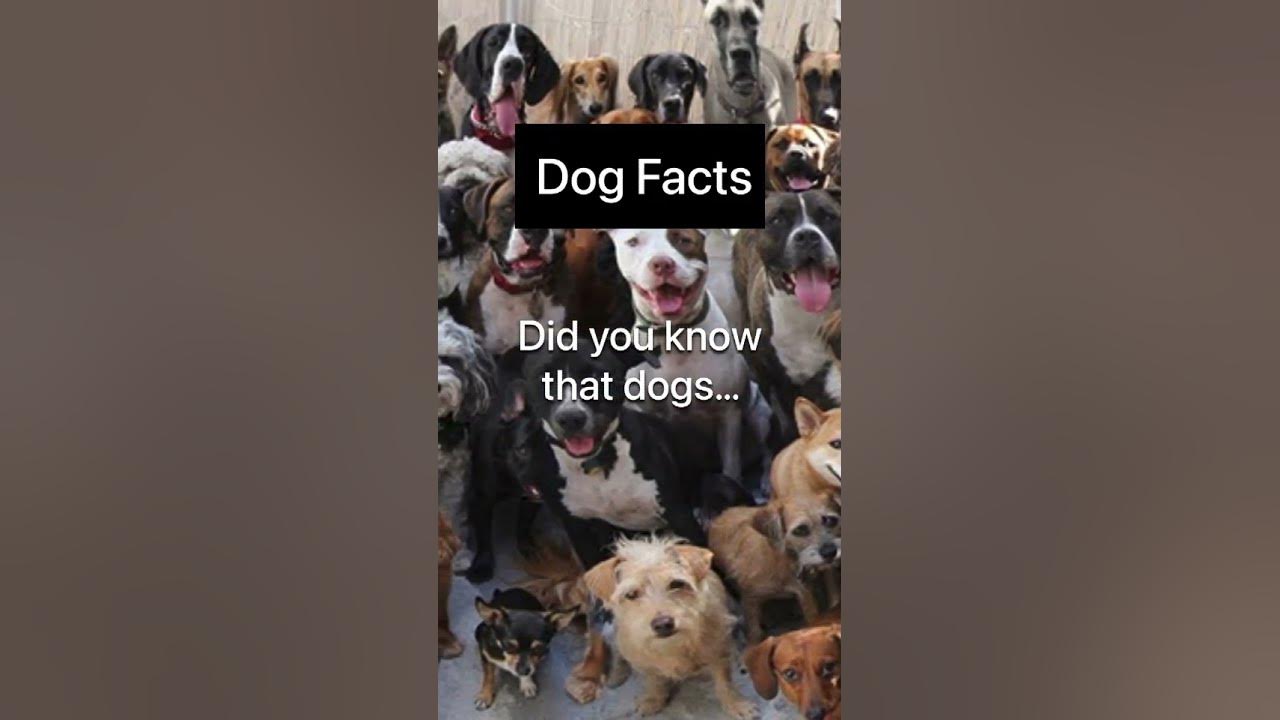 Dog Facts Only True Facts YouTube