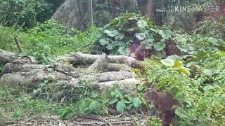 First time mag long drive