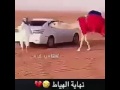 الجمل يلحق الرجال 