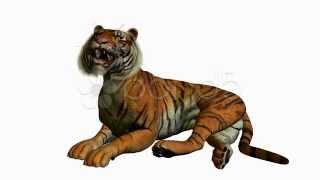 Tiger Animation