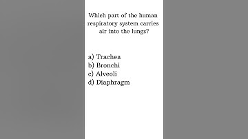 Human Respiratory System MCQs Questions