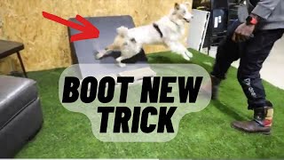 Boot Learns To Be A Parkour Dog!! 1st Session by Iron Sharp K9  193 views 2 weeks ago 14 minutes, 3 seconds