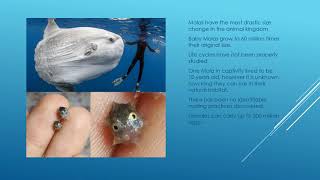 Ocean Sunfish