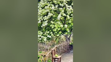 Cẩm tú cầu thân gỗ hàng giâm cành cây cho hoa siêu sớm luôn các bác nhé ☎️: 092.391.6866