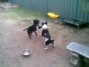 Melvin the bull terrier Jack Russel cross plays wi...