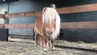 What do Horses Eat??
