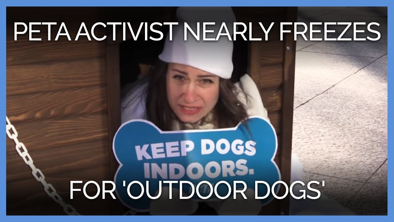 PETA Activist Nearly Freezes While Advocating for 'Outdoor Dogs'