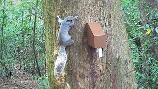 A18 Grey Squirrel Trap from Goodnature, UK  -  29 Jul 2021