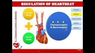 Biology STPM: Transport - Initiation & Regulation of Heartbeat