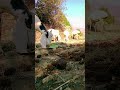 #NatureLovers  #PeacefulVibes  #DesiFarmLife  #AnimalLovers  #CountrysideVlog  #GoatAndChicken#goat