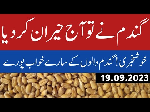 Wheat Price 2023 Update Today | Wheat Price in Pakistan | Gandum Price ...