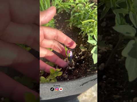 كيف زرعت الزعفران مزرعة اكسبلور  زراعة عضوية نباتات زراعة زعفران